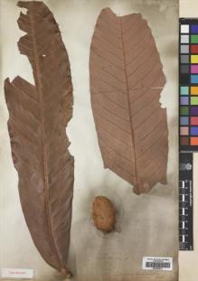 Type specimen at Edinburgh (E). Wallich, Nathaniel: 6802A. Barcode: E00393074.