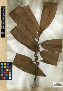 Type specimen at Edinburgh (E). Wallich, Nathaniel: 6801. Barcode: E00393077.
