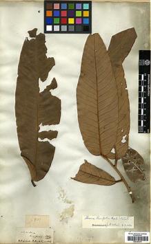 Type specimen at Edinburgh (E). Wallich, Nathaniel: 6801. Barcode: E00393078.
