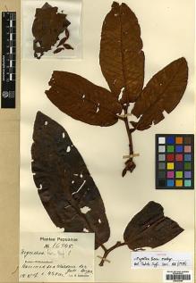 Type specimen at Edinburgh (E). Schlechter, Friedrich: 16848. Barcode: E00393084.