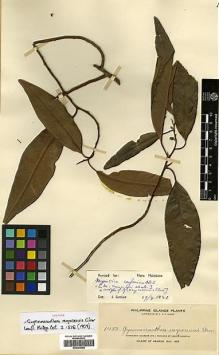 Type specimen at Edinburgh (E). Elmer, Adolph: 10133. Barcode: E00393088.