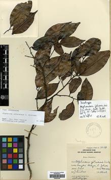 Type specimen at Edinburgh (E). Sidek bin Kiah: 32139. Barcode: E00393090.