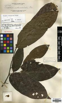 Type specimen at Edinburgh (E). Elmer, Adolph: 13018. Barcode: E00393093.