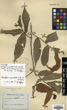 Type specimen at Edinburgh (E). Scortechini, Benedetto: . Barcode: E00393096.