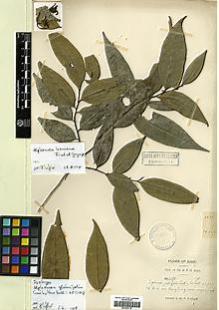 Type specimen at Edinburgh (E). Kerr, Arthur: 3270. Barcode: E00393112.