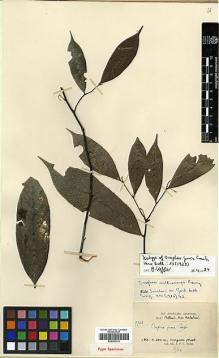 Type specimen at Edinburgh (E). Kerr, Arthur: 7752. Barcode: E00393114.