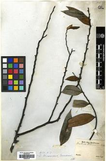 Type specimen at Edinburgh (E). Sellow, Friedrich: . Barcode: E00393127.