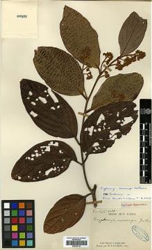 Type specimen at Edinburgh (E). Vieillard, Eugène: 1085. Barcode: E00393142.