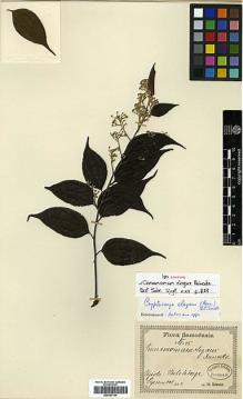 Type specimen at Edinburgh (E). Reinecke, F.: 45. Barcode: E00393144.