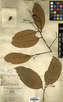 Type specimen at Edinburgh (E). Buchanan-Hamilton, Francis: 990. Barcode: E00393147.