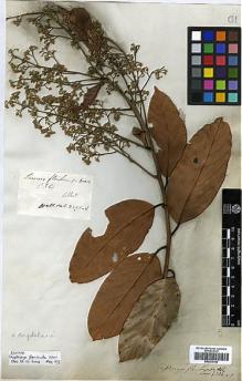 Type specimen at Edinburgh (E). Wallich, Nathaniel: 2593A. Barcode: E00393148.