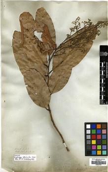 Type specimen at Edinburgh (E). Wallich, Nathaniel: 2593A. Barcode: E00393151.