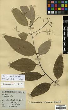 Type specimen at Edinburgh (E). Wray, Leonard Jr.: 2629. Barcode: E00393153.