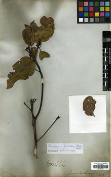 Type specimen at Edinburgh (E). Wallich, Nathaniel: 2602. Barcode: E00393154.