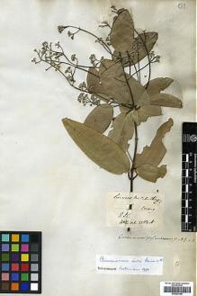 Type specimen at Edinburgh (E). Wallich, Nathaniel: 2583A. Barcode: E00393155.