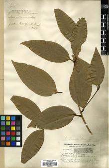 Type specimen at Edinburgh (E). Buchanan-Hamilton, Francis: . Barcode: E00393156.