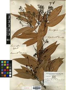 Type specimen at Edinburgh (E). Buchanan-Hamilton, Francis: 978. Barcode: E00393157.