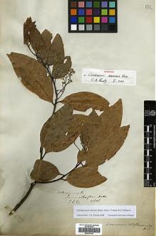 Type specimen at Edinburgh (E). Wallich, Nathaniel: 2569A. Barcode: E00393158.
