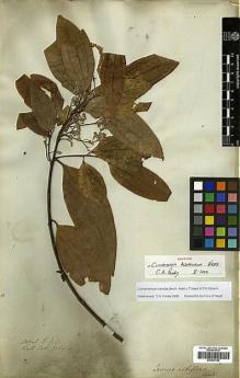 Type specimen at Edinburgh (E). Wallich, Nathaniel: 2569A. Barcode: E00393159.