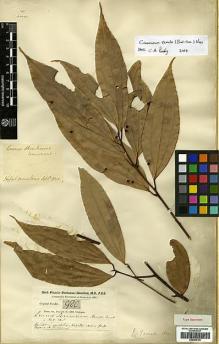 Type specimen at Edinburgh (E). Buchanan-Hamilton, Francis: 980. Barcode: E00393160.