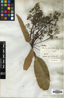 Type specimen at Edinburgh (E). Wallich, Nathaniel: 2574. Barcode: E00393164.