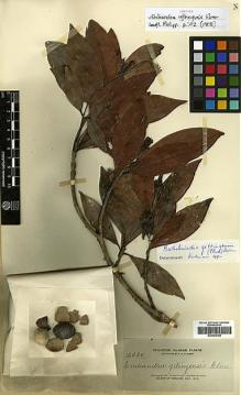 Type specimen at Edinburgh (E). Elmer, Adolph: 12420. Barcode: E00393168.