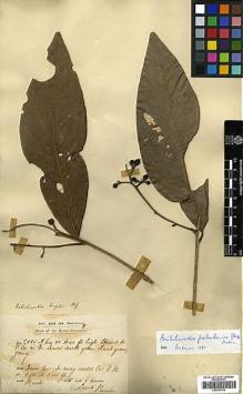 Type specimen at Edinburgh (E). Kunstler, Herman: 7325. Barcode: E00393169.