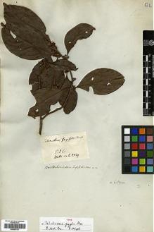 Type specimen at Edinburgh (E). Wallich, Nathaniel: 2539. Barcode: E00393178.