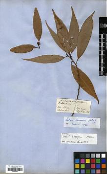 Type specimen at Edinburgh (E). Hooker, Joseph; Thomson, Thomas: . Barcode: E00393201.