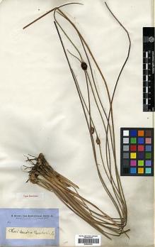 Type specimen at Edinburgh (E). Brown, Robert: 5990. Barcode: E00393214.