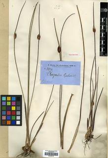 Type specimen at Edinburgh (E). Brown, Robert: 5990. Barcode: E00393215.