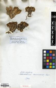 Type specimen at Edinburgh (E). Hooker, Joseph: . Barcode: E00393216.