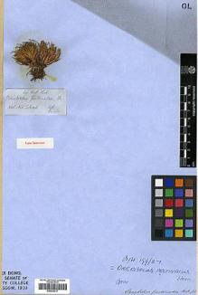Type specimen at Edinburgh (E). Hooker, Joseph: . Barcode: E00393217.