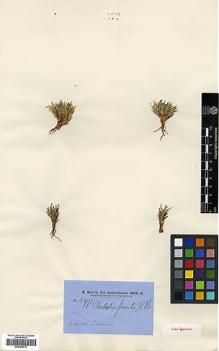 Type specimen at Edinburgh (E). Brown, Robert: 5991. Barcode: E00393219.