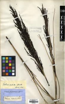Type specimen at Edinburgh (E). Brown, Robert: . Barcode: E00393225.