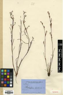 Type specimen at Edinburgh (E). Brown, Robert: 6011. Barcode: E00393231.