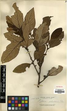 Type specimen at Edinburgh (E). Elmer, Adolph: 14189. Barcode: E00393236.