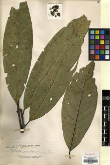 Type specimen at Edinburgh (E). Elmer, Adolph: 13427. Barcode: E00393237.