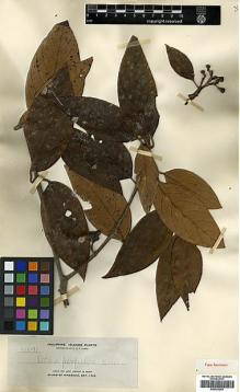 Type specimen at Edinburgh (E). Elmer, Adolph: 10691. Barcode: E00393243.