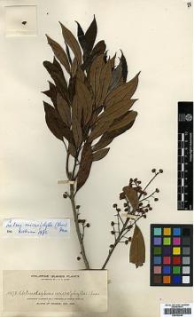Type specimen at Edinburgh (E). Elmer, Adolph: 10178. Barcode: E00393244.