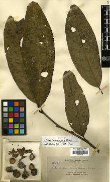 Type specimen at Edinburgh (E). Elmer, Adolph: 10738. Barcode: E00393252.
