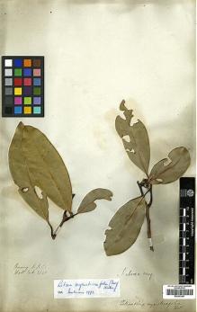Type specimen at Edinburgh (E). Wallich, Nathaniel: 2548. Barcode: E00393261.
