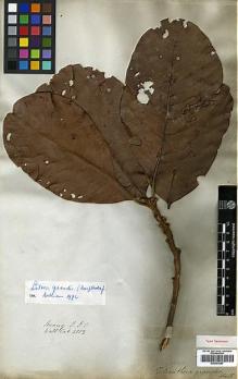 Type specimen at Edinburgh (E). Wallich, Nathaniel: 2552. Barcode: E00393267.