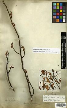Type specimen at Edinburgh (E). Wallich, Nathaniel: 2545B. Barcode: E00393269.