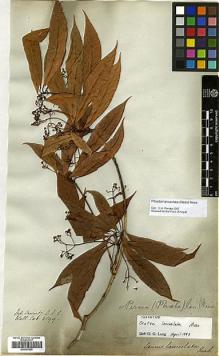 Type specimen at Edinburgh (E). Wallich, Nathaniel: 2599. Barcode: E00393285.