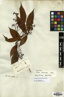 Type specimen at Edinburgh (E). Wallich, Nathaniel: 2599A. Barcode: E00393286.