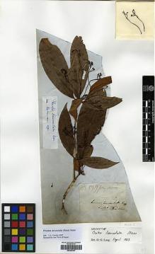 Type specimen at Edinburgh (E). Wallich, Nathaniel: 2599A. Barcode: E00393287.