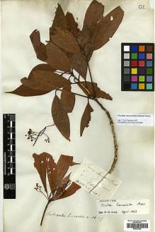 Type specimen at Edinburgh (E). Wallich, Nathaniel: 2599C. Barcode: E00393289.