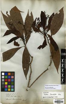 Type specimen at Edinburgh (E). Wallich, Nathaniel: 2599C. Barcode: E00393290.