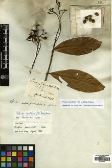 Type specimen at Edinburgh (E). Wallich, Nathaniel: 2598. Barcode: E00393293.